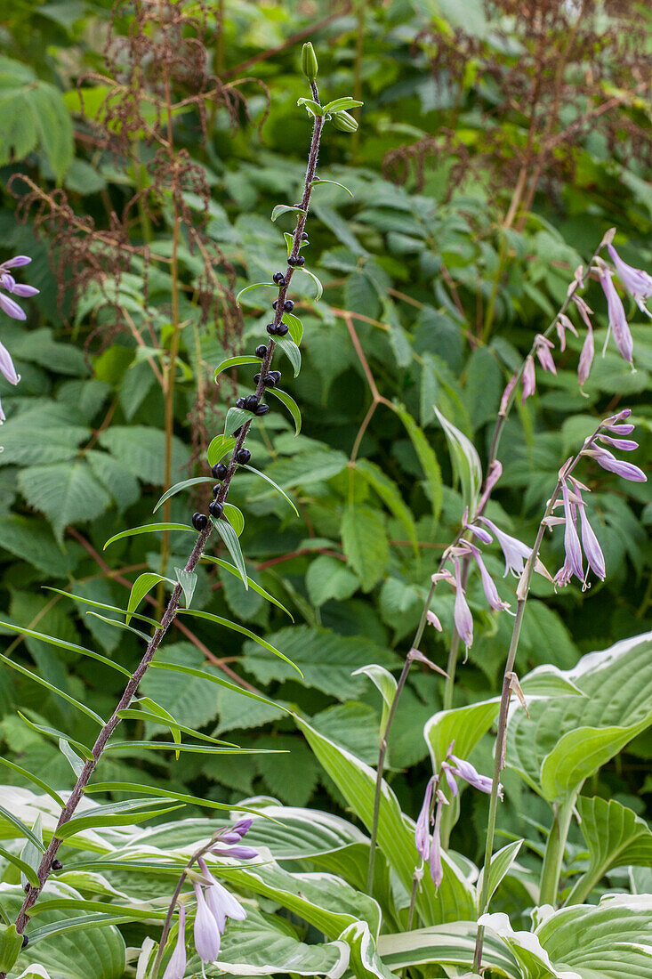 Lilium lancifolium, Brutzwiebeln