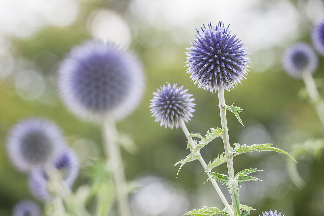 Echinops ritro