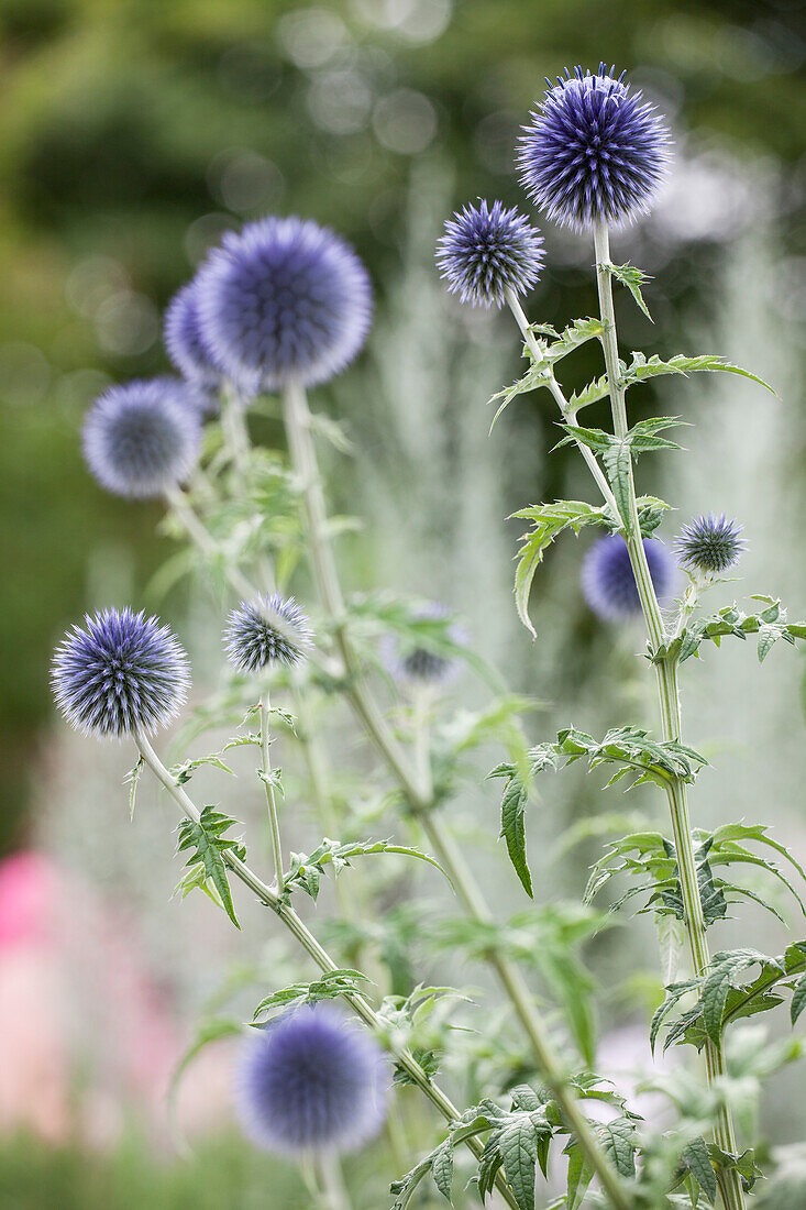 Echinops ritro