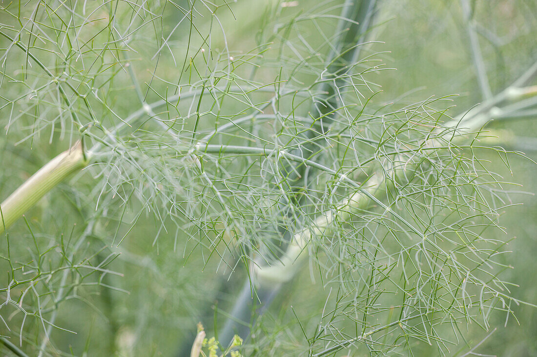 Foeniculum vulgare