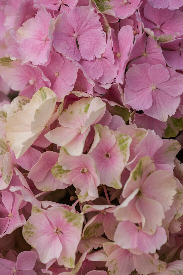 Hydrangea macrophylla 'Magical Revolution'®, pink