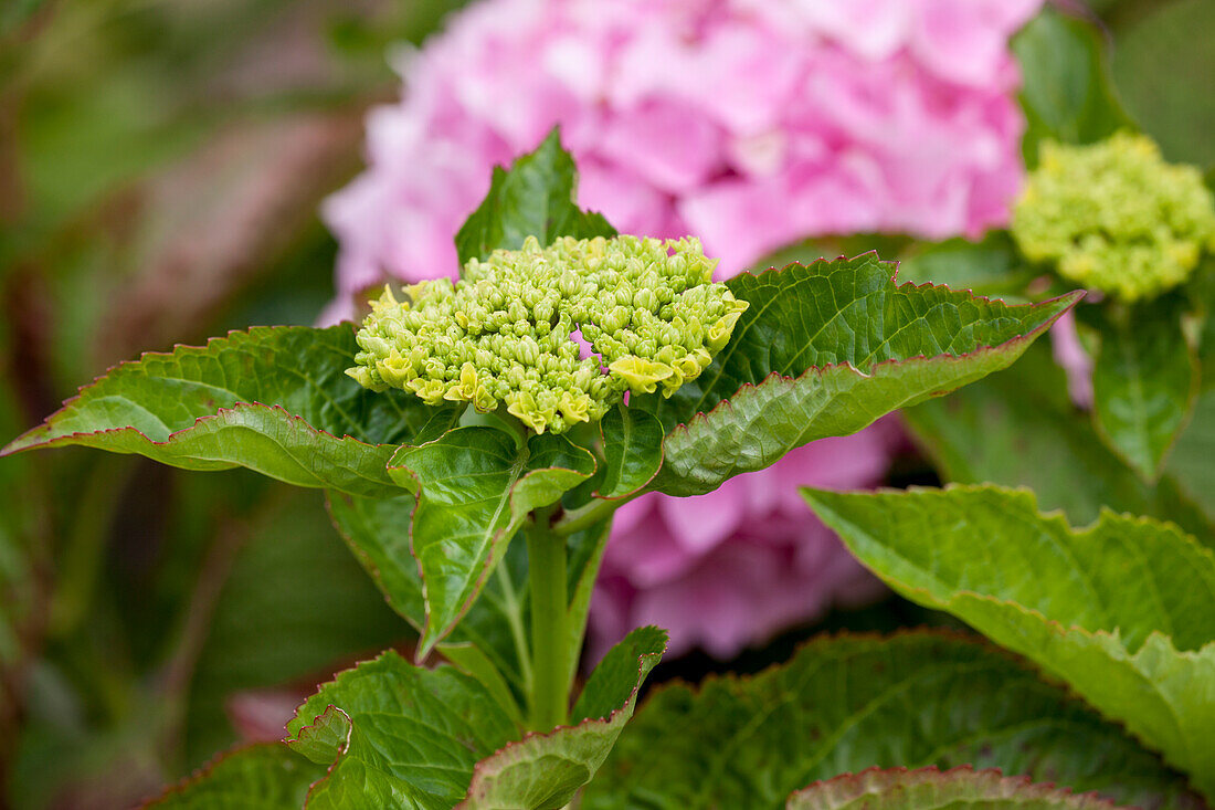 Hydrangea macrophylla, Knospen