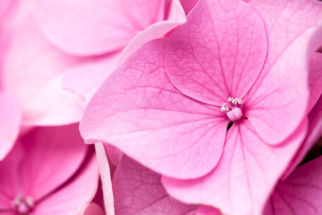 Hydrangea macrophylla, rosa