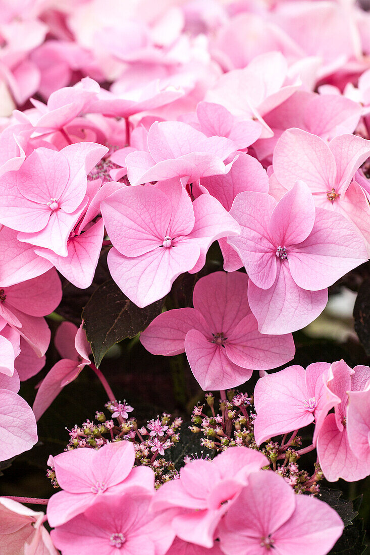 Hydrangea macrophylla, pink