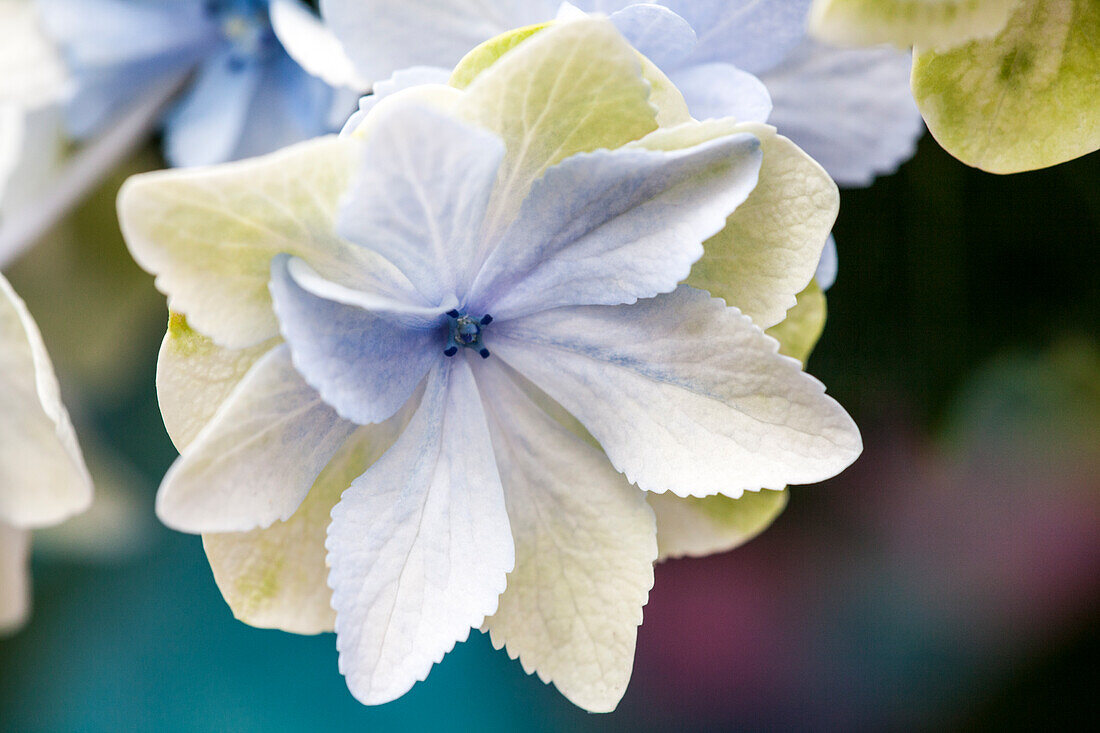 Hydrangea macrophylla