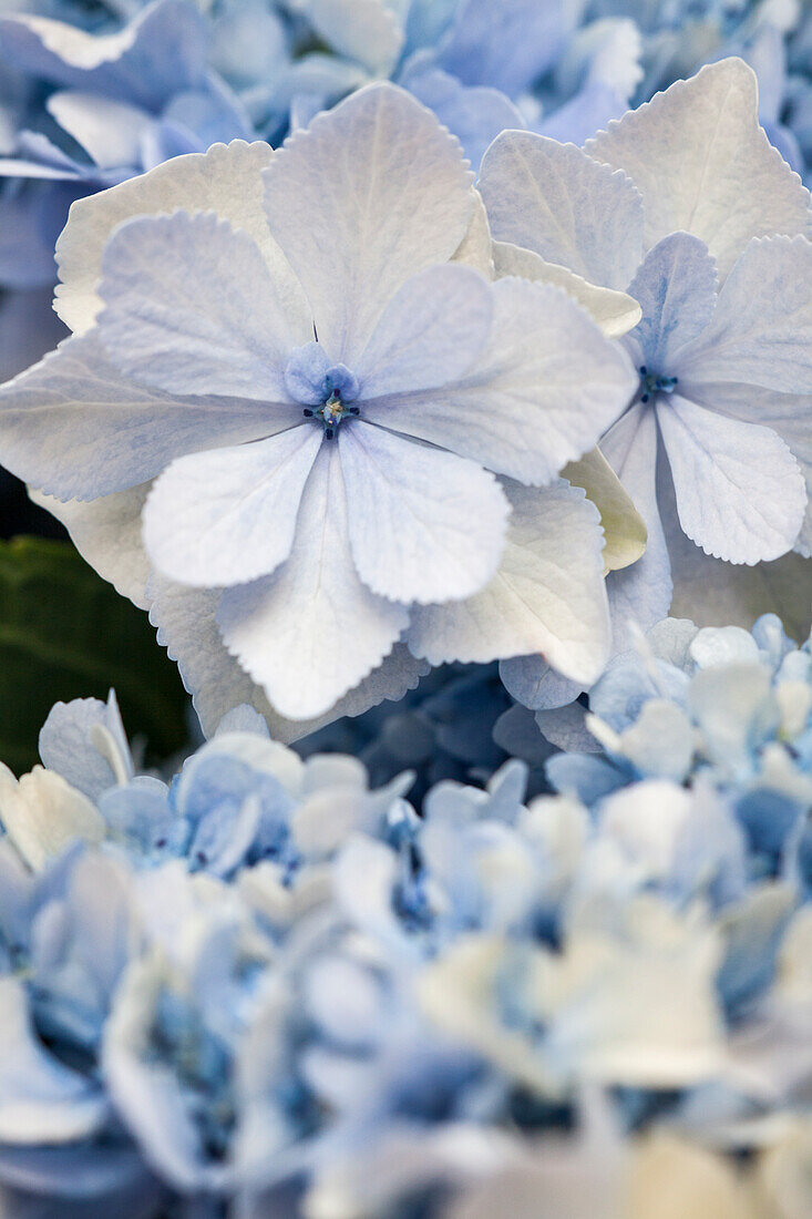 Hydrangea macrophylla, blau