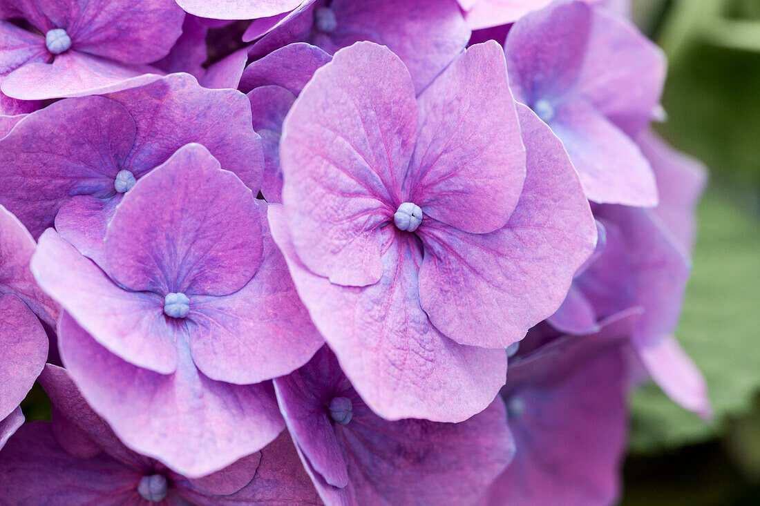 Hydrangea macrophylla, purple