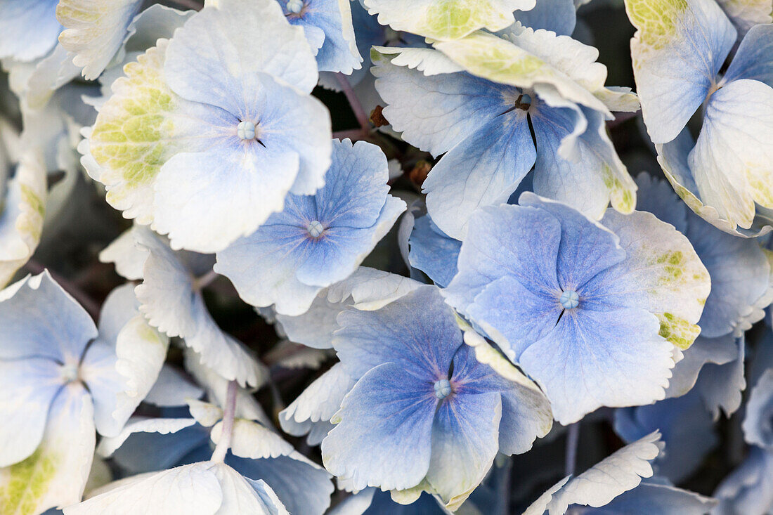 Hydrangea macrophylla