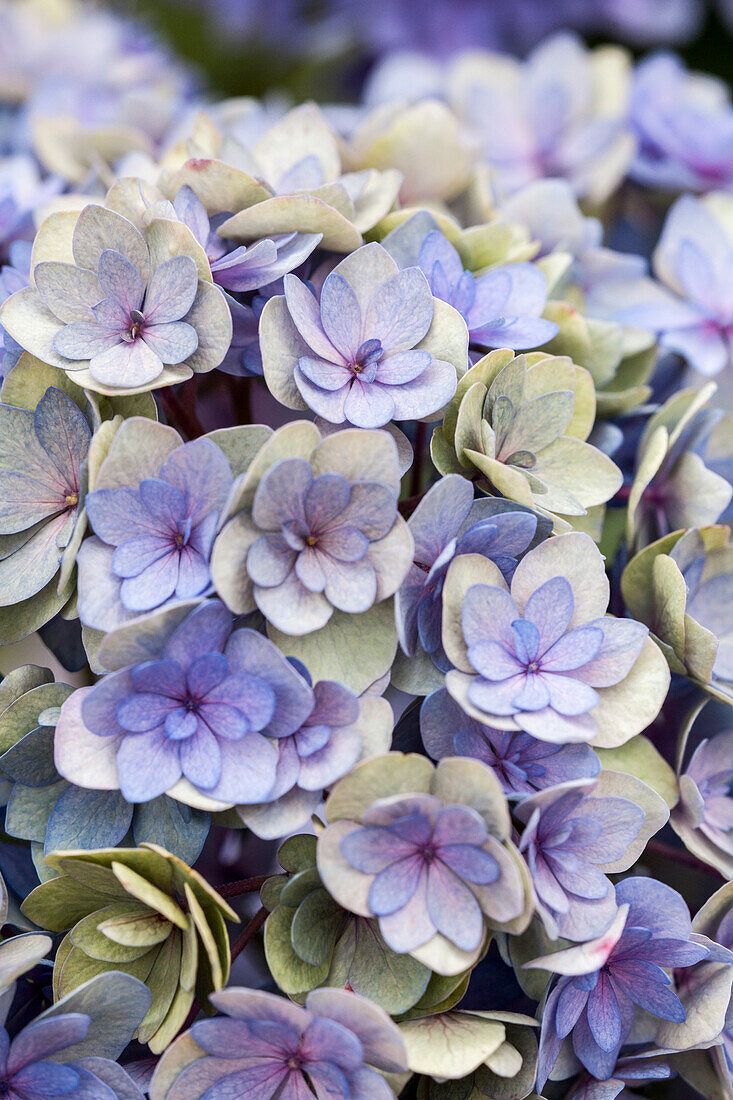 Hydrangea macrophylla You & Me 'Romance'®