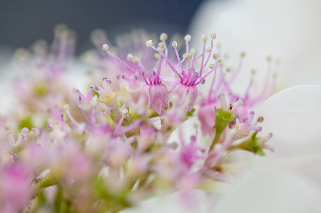 Hydrangea macrophylla