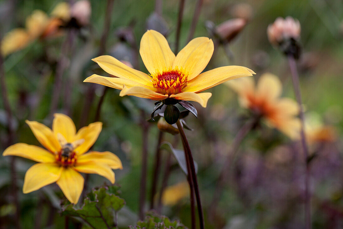 Dahlia Single flowering