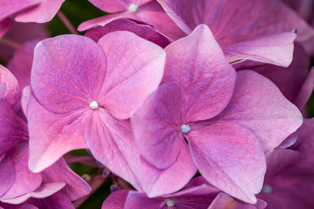 Hydrangea macrophylla, rosarot