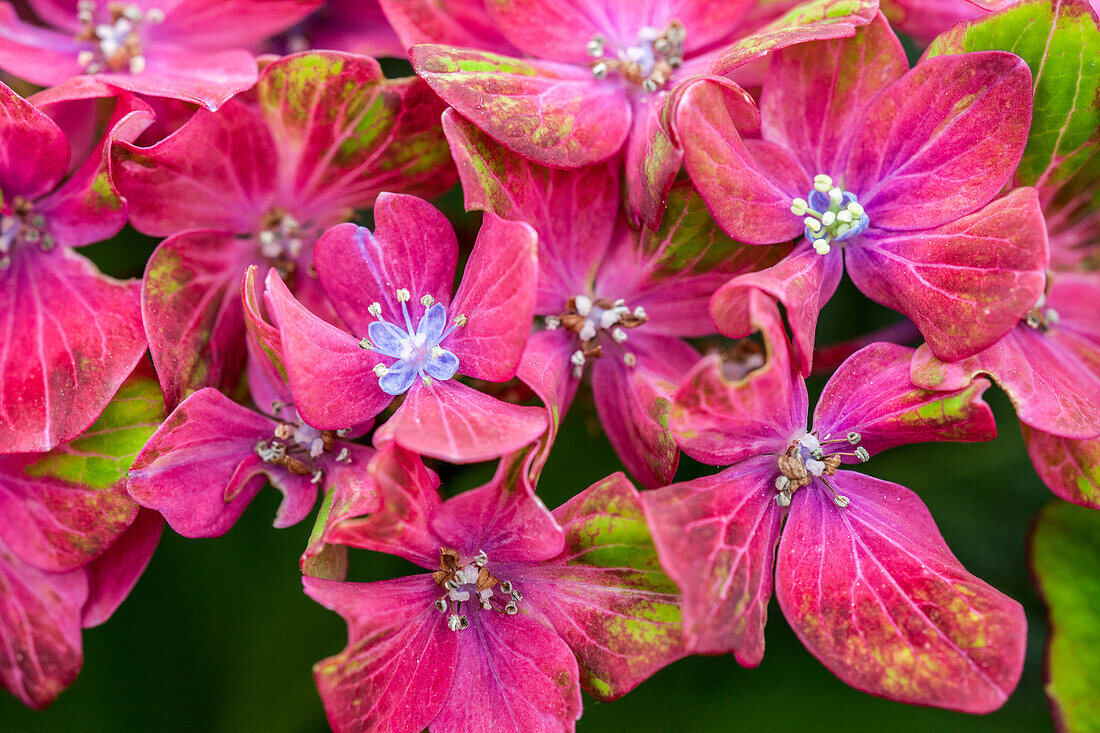 Hydrangea macrophylla 'Saxon® Schloss Wackerbarth, Horwack(s)'