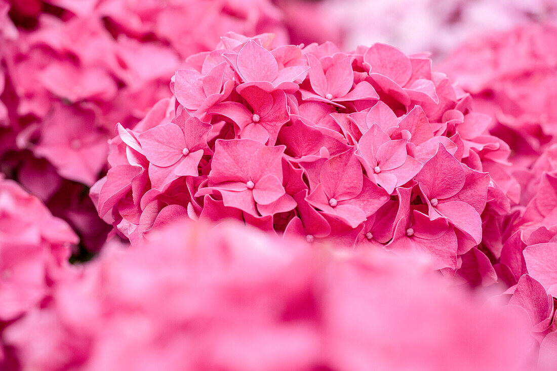 Hydrangea macrophylla, red