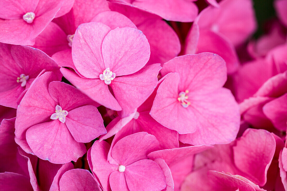 Hydrangea macrophylla, rot