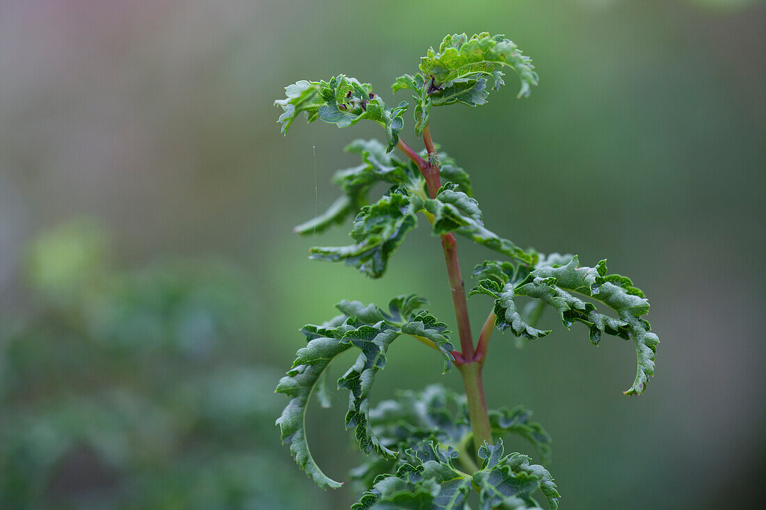 Acer palmatum 'Shishigashira'