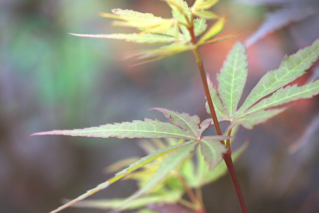 Acer palmatum 'Skeeters Broom'