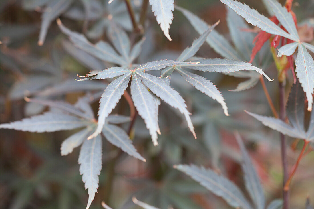 Acer palmatum 'Skeeters Broom'