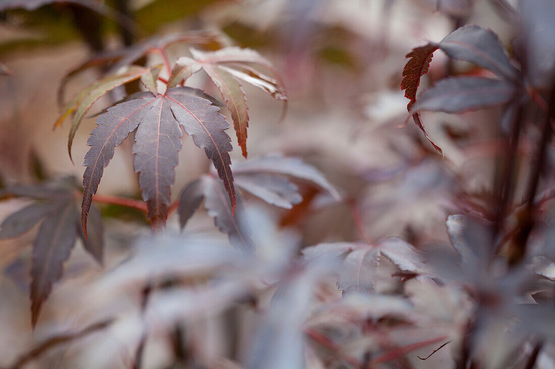 Acer palmatum 'Skeeter's Broom'