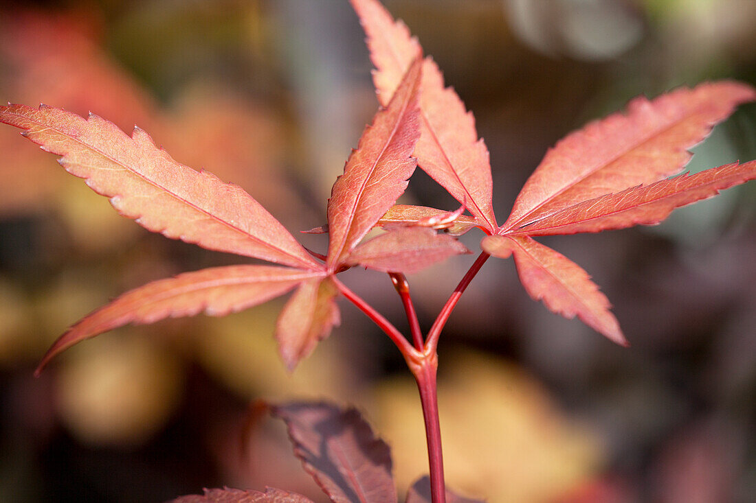 Acer palmatum 'Skeeter´s Broom'