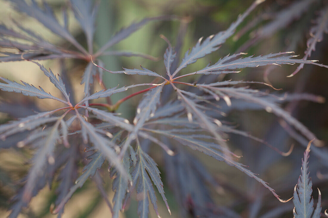 Acer palmatum Dissectum Tamukeyama