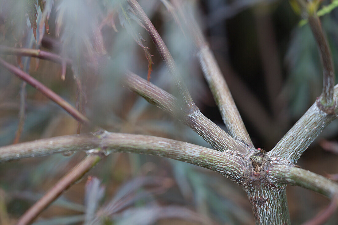 Acer palmatum var. dissectum 'Crimson Queen'