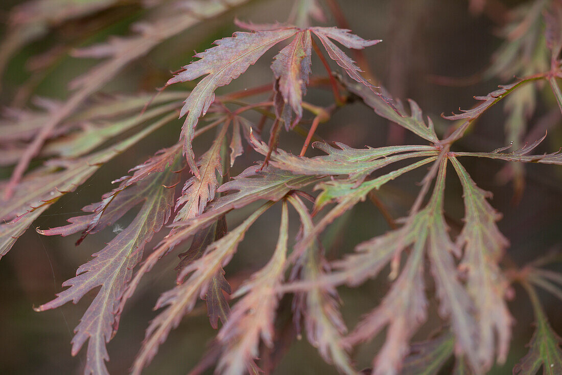 Acer palmatum var. dissectum 'Crimson Queen'