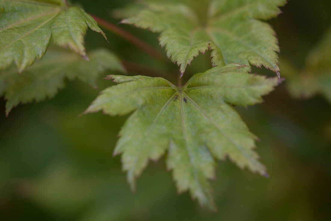 Acer shirasawanum 'Aureum'