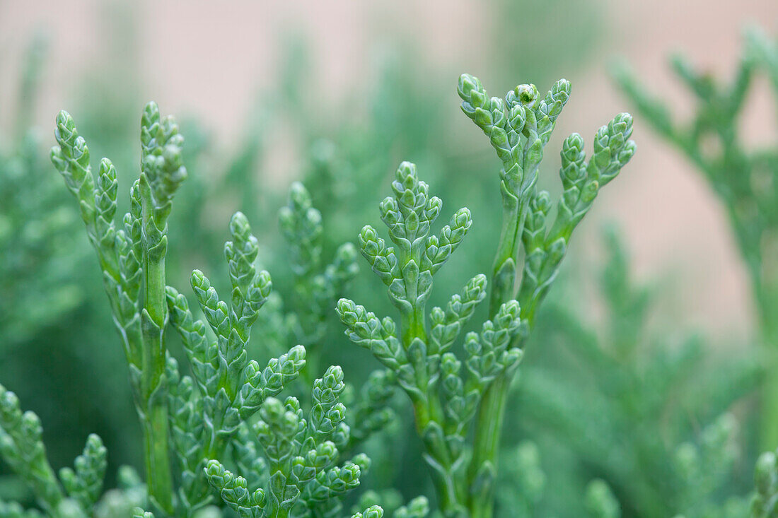 Chamaecyparis lawsoniana 'Minima Glauca'