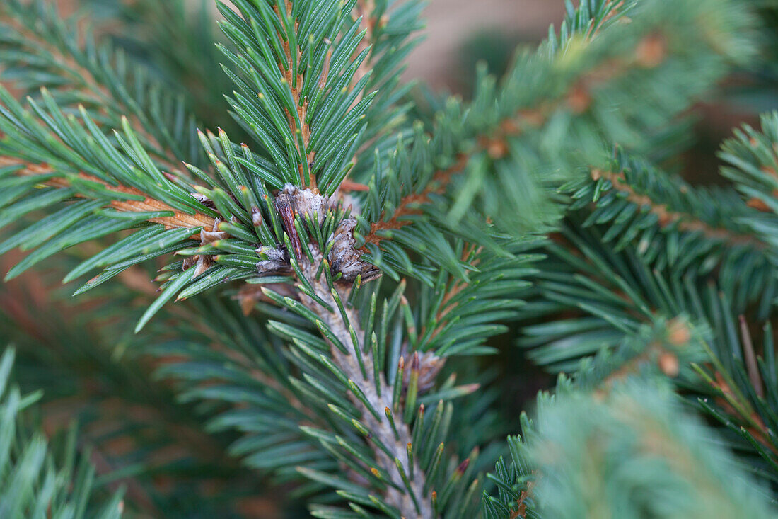 Picea abies 'Pumila Glauca'