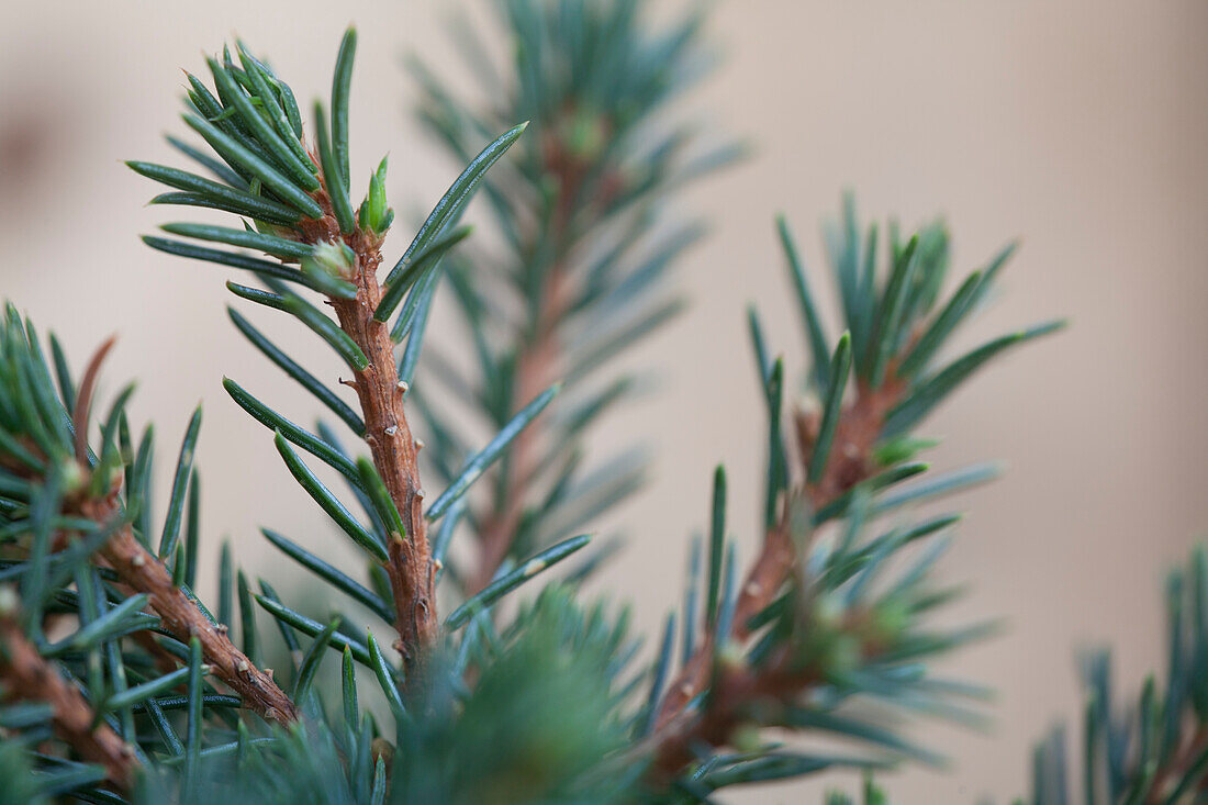 Picea glauca Echiniformis