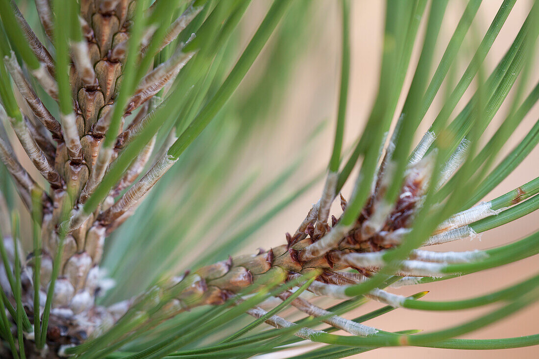 Pinus heldreichii 'Compact Gem'