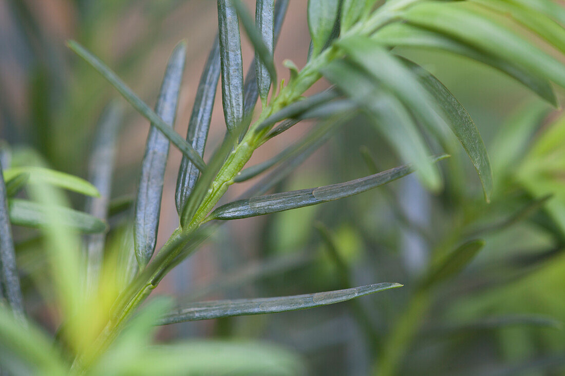 Pinus heldreichii 'Little Dracula'