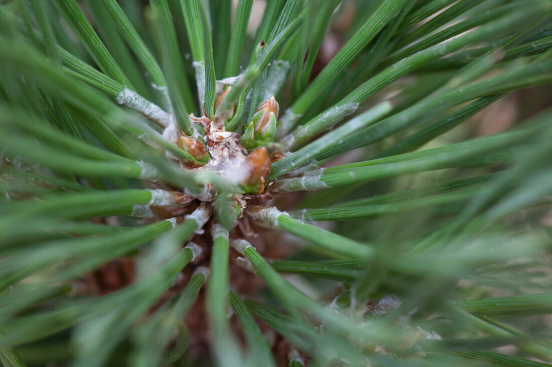 Pinus mugo 'Benjamin