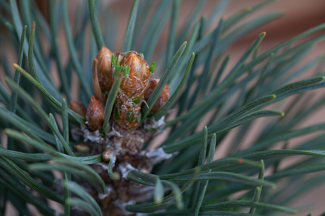 Pinus mugo 'Columnaris'