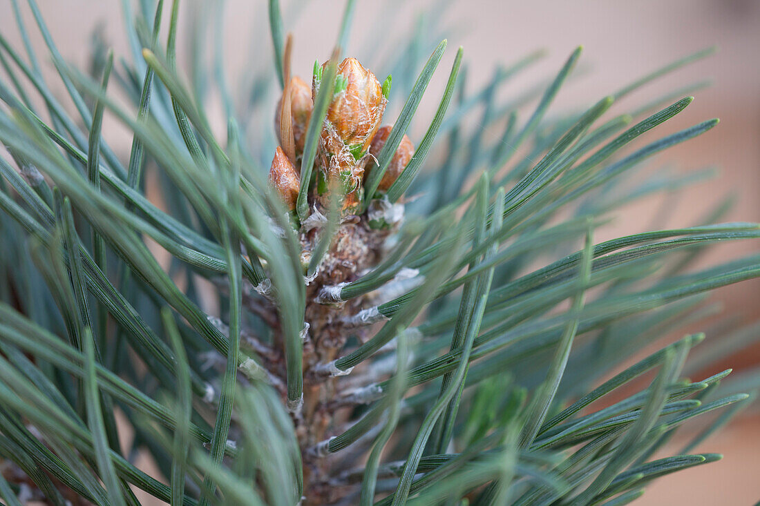 Pinus mugo 'Columnaris'