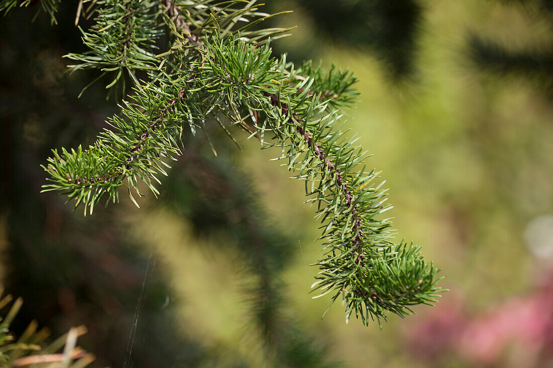 Pinus banksiana 'Arktis'