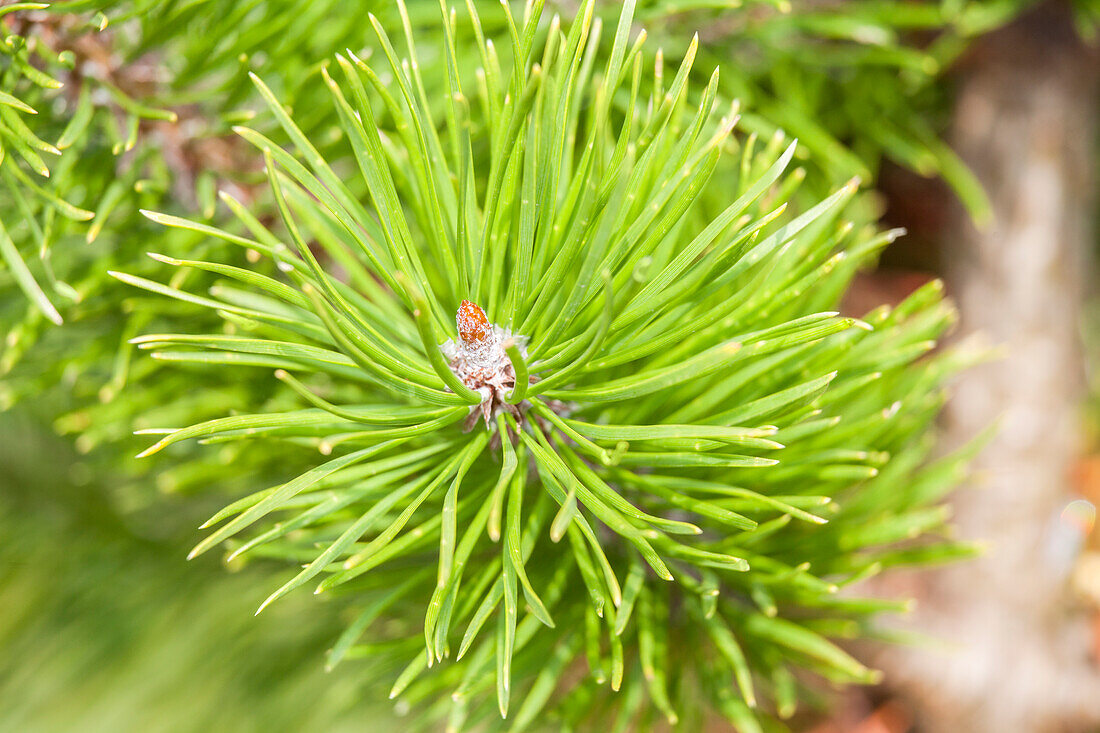 Pinus contorta 'Chief Joseph'