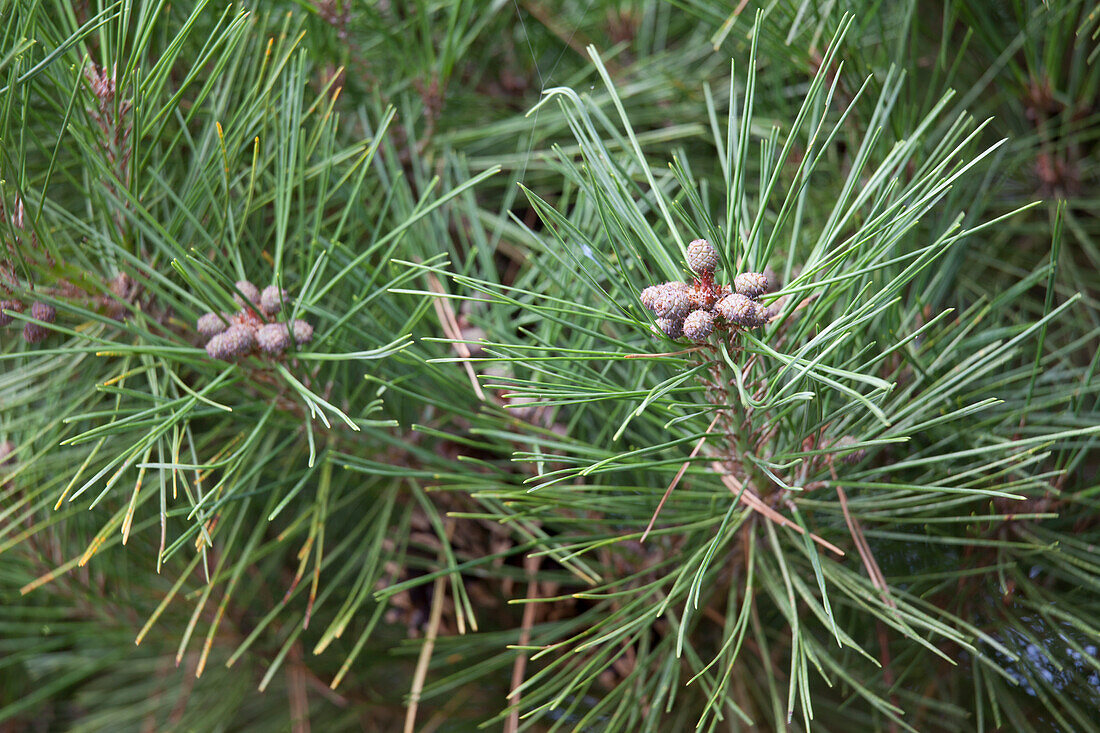 Pinus densiflora 'Pumila'