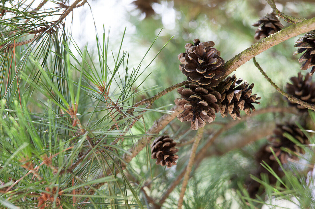 Pinus densiflora 'Pumila'