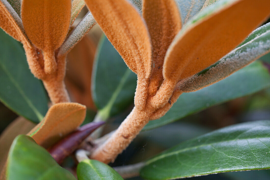 Rhododendron bureavii 'Hydon Velvet'