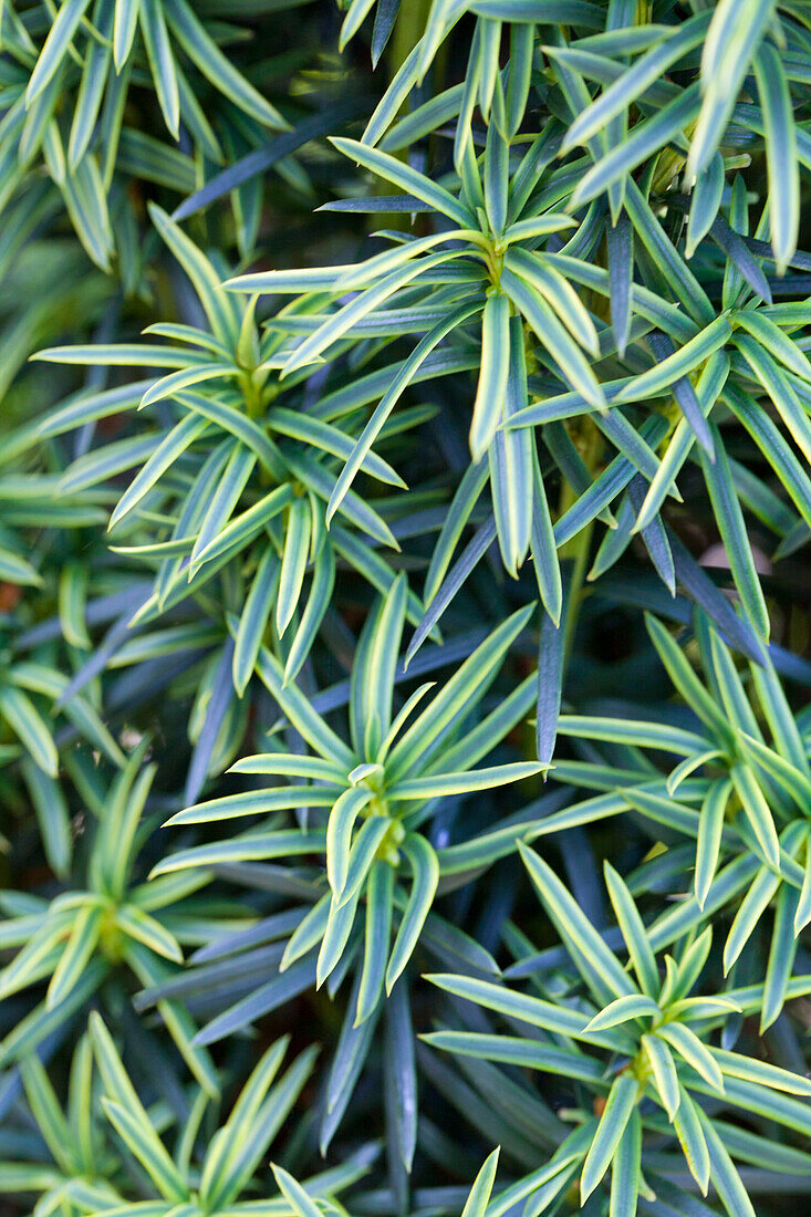 Taxus baccata 'Fastigiata Aureomarginata'