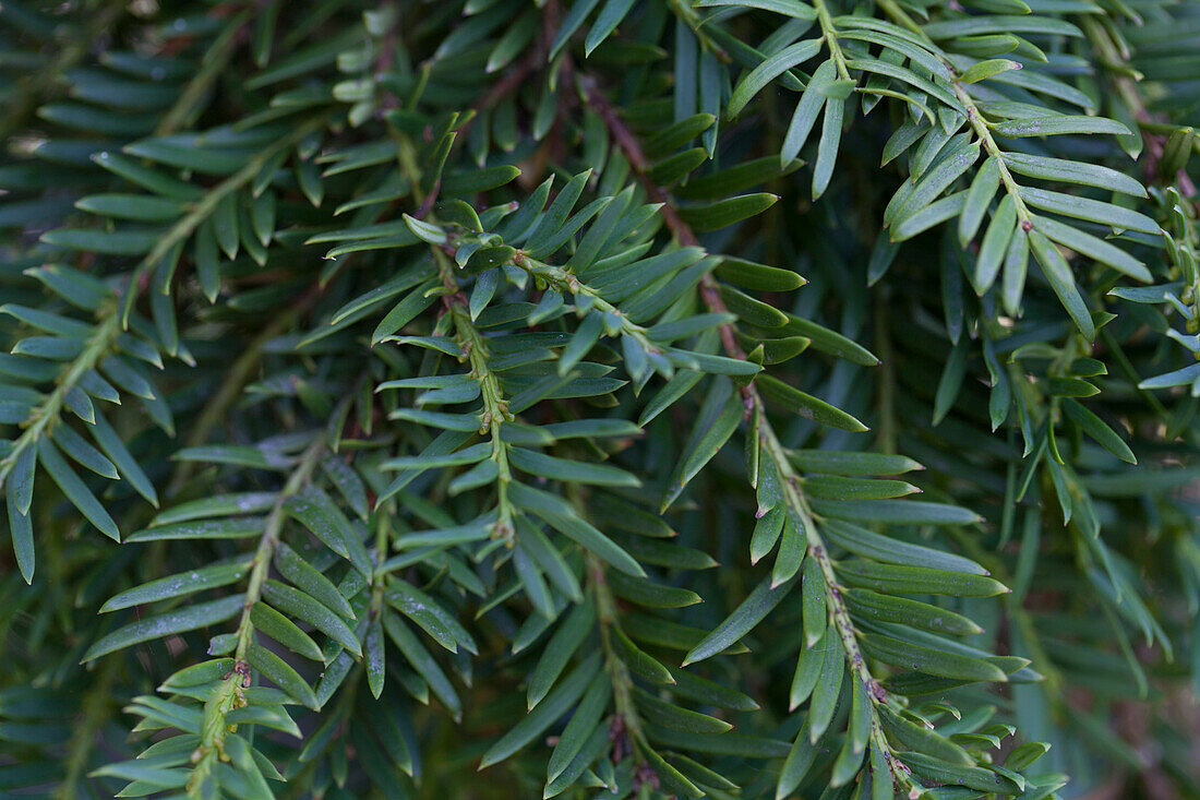 Taxus baccata 'Pendula Graciosa'