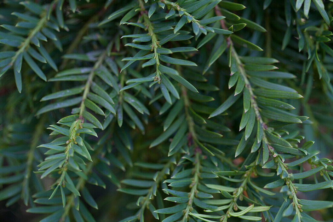 Taxus baccata 'Pendula Graciosa'