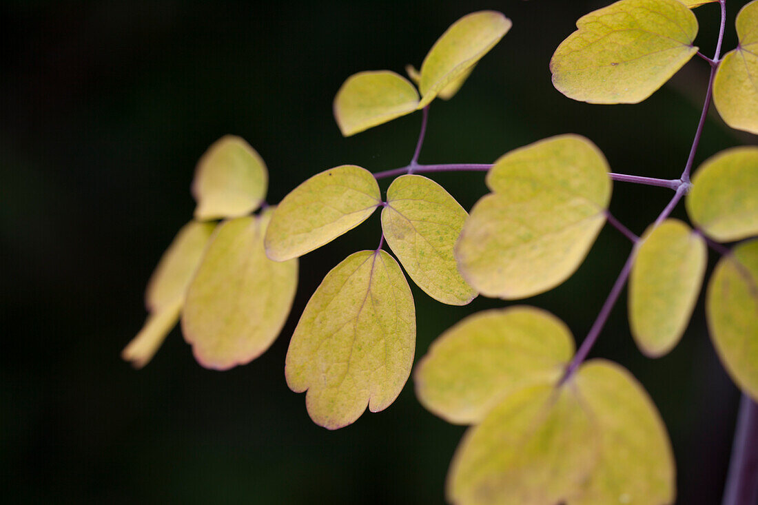 Thalictrum rochebrunianum