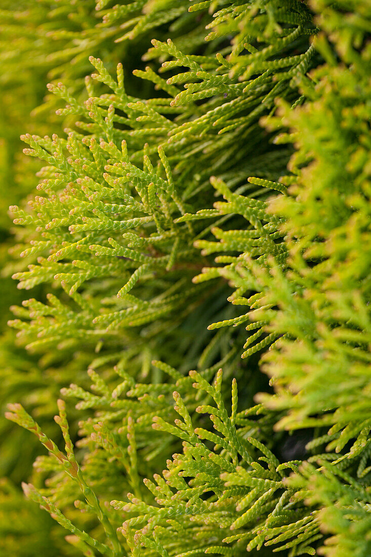 Thuja occidentalis 'Golden Emerald