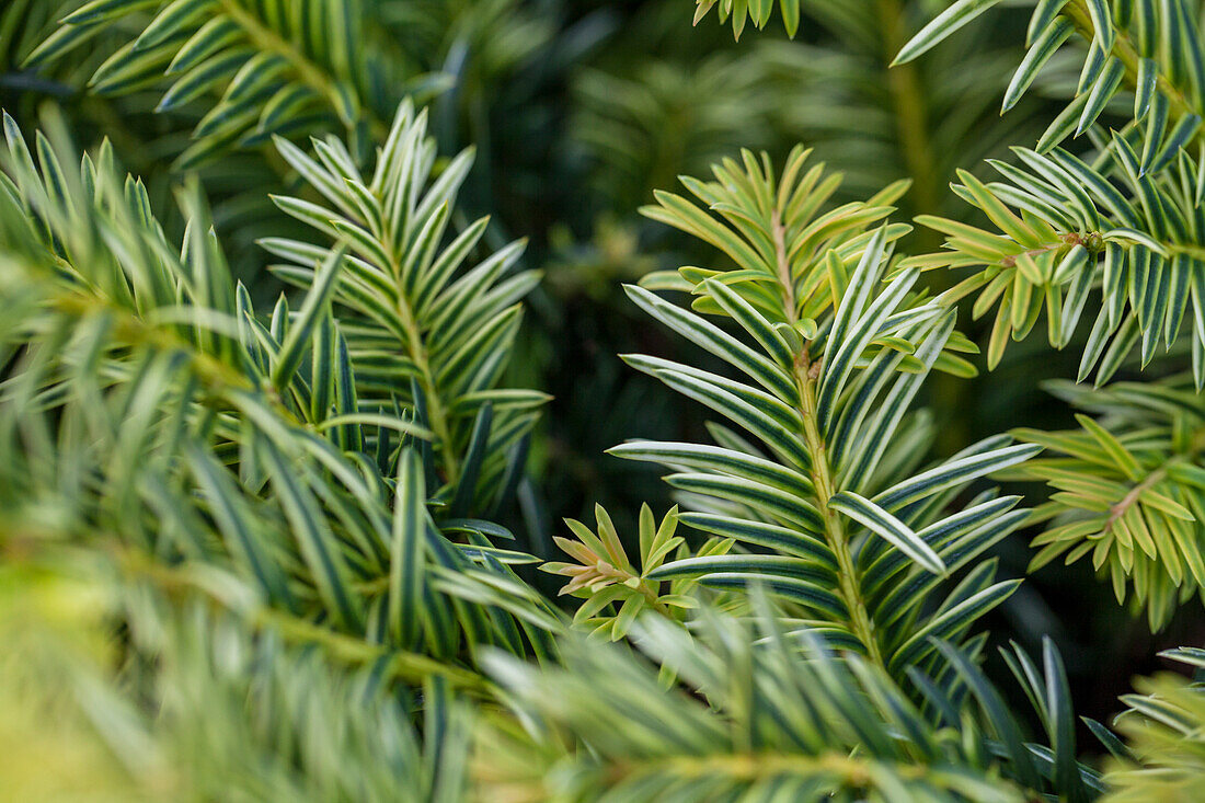 Taxus baccata 'Ivory Tower'