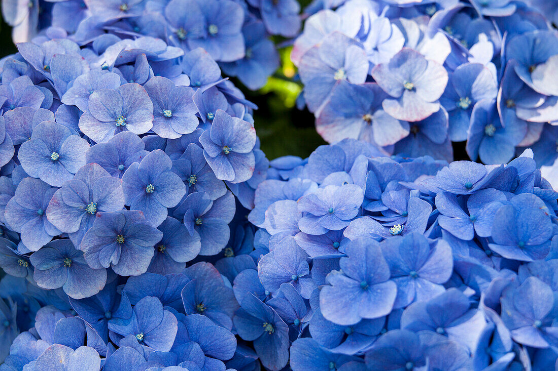 Hydrangea macrophylla, blue