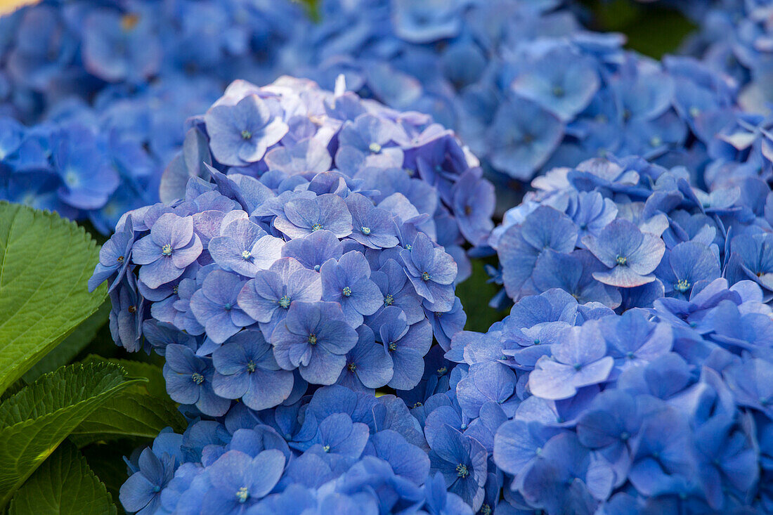 Hydrangea macrophylla, blau