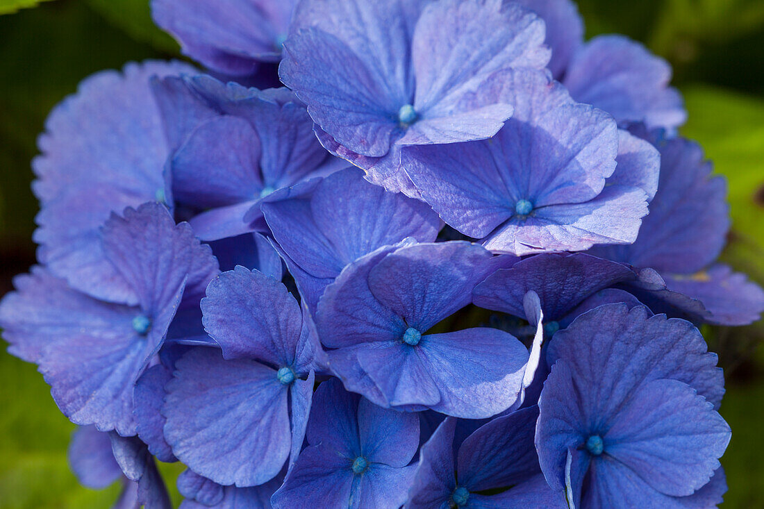 Hydrangea macrophylla, blau